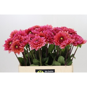 Dahlia Salmon Runner