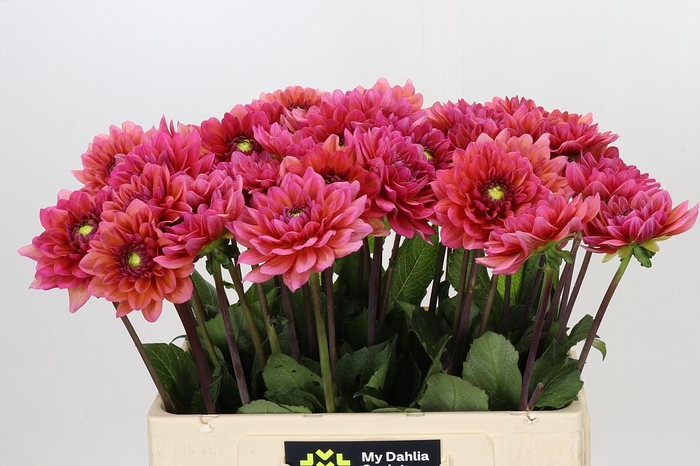 <h4>Dahlia Salmon Runner</h4>