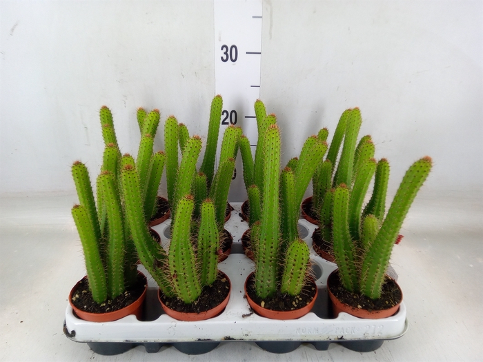 <h4>Cactus   ...</h4>