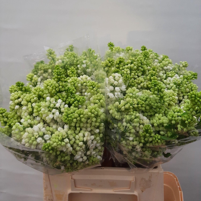 <h4>SYR V MME FL STEPMAN</h4>