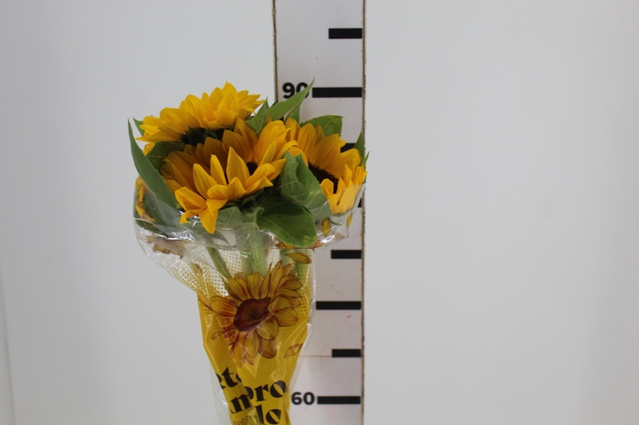<h4>GIRASSOL 080 CM</h4>