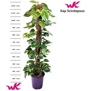 Epipremnum pinnatum mosstok 24Ø 135cm