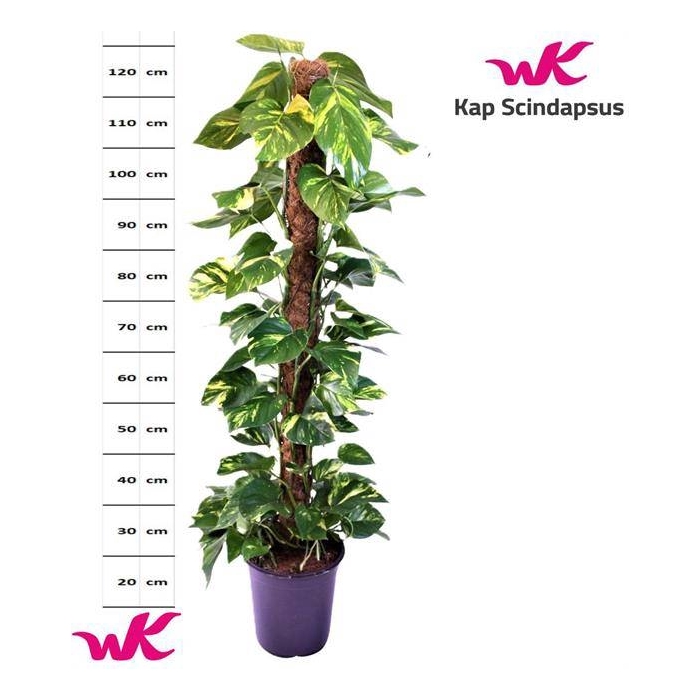 <h4>Epipremnum pinnatum mosstok 24Ø 135cm</h4>