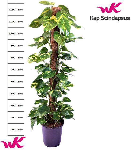 Epipremnum pinnatum mosstok 24Ø 135cm