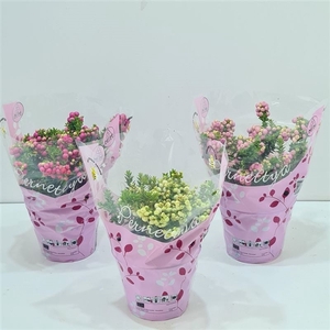 Gaultheria mucronata Gemeng laag in hoes