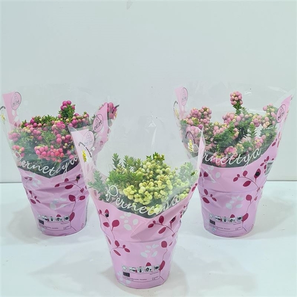 <h4>Gaultheria mucronata Gemeng laag in hoes</h4>