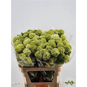 VIBURNUM ROSEUM ST