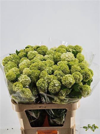 <h4>VIBURNUM ROSEUM ST</h4>