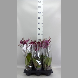 Phalaenopsis multi.   ...red