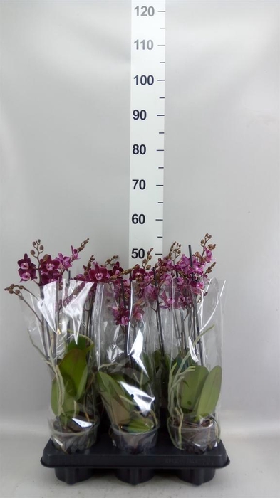 <h4>Phalaenopsis multi.   ...red</h4>