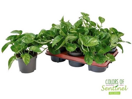 <h4>Epipr Global Green</h4>
