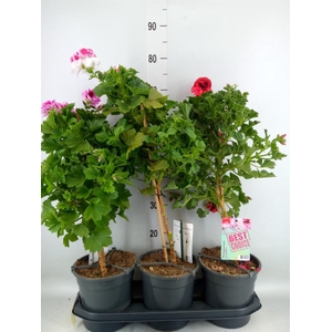 Pelargonium gran.   ..mix