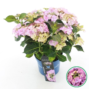Hydrangea teller Royalty® 'Tiffany'® Paars C3.5 (20cm.) Kn.