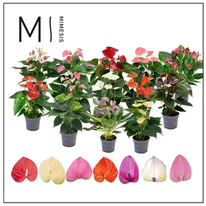 Mimesis Anthurium KARMA 10 Colors Mix - 12 cm