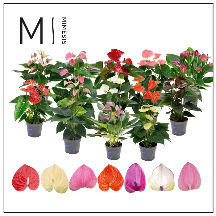 <h4>Mimesis Anthurium KARMA 10 Colors Mix - 12 cm</h4>