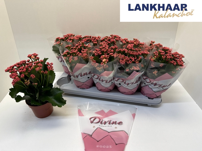 <h4>KAL GE PERFECTA PINK</h4>