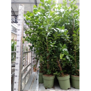 Ficus microcarpa 'Moclame'