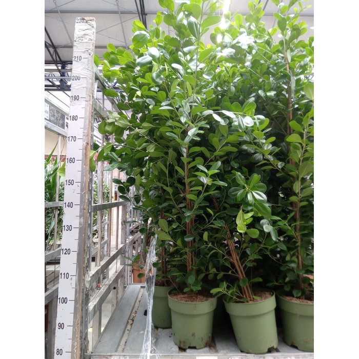 <h4>Ficus microcarpa 'Moclame'</h4>
