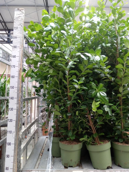 Ficus microcarpa 'Moclame'