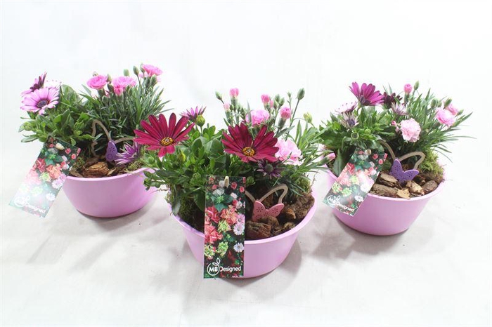 <h4>BU60 ROZE ZINK X3</h4>