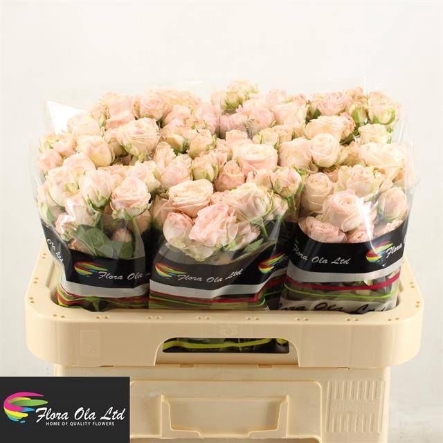 <h4>R Tr Bombastic Flora Ola</h4>