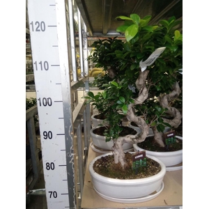 Ficus microcarpa 'Ginseng'