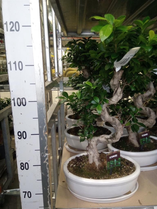 <h4>Ficus microcarpa 'Ginseng'</h4>