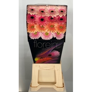 Gerbera Mix 4 kleuren Diamond