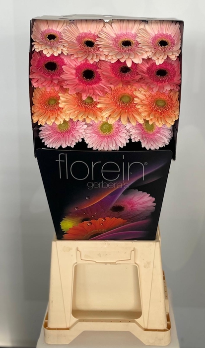 <h4>Gerbera Mix 4 kleuren Diamond</h4>