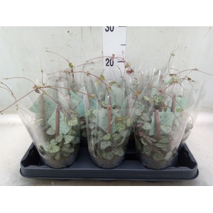 Ceropegia woodii ssp. woodii