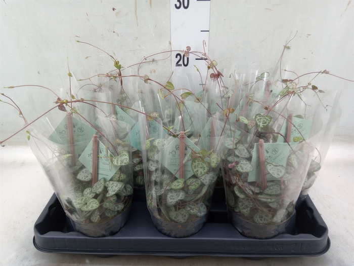 <h4>Ceropegia woodii ssp. woodii</h4>