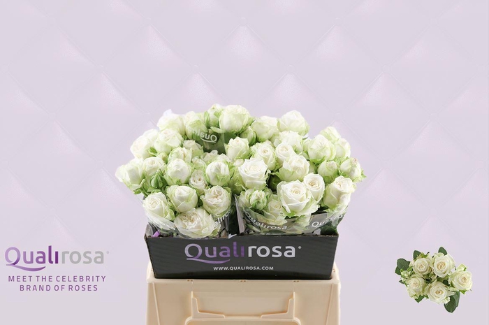 <h4>R Tr Miss Bombastic</h4>