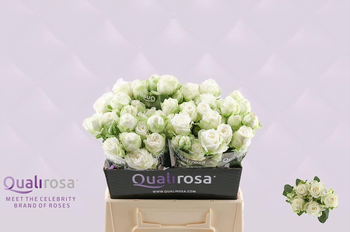 <h4>R Tr Miss Bombastic</h4>