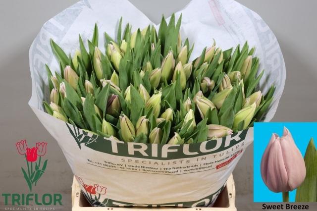 <h4>TU EN SWEET BREEZE</h4>