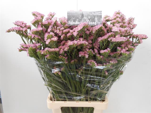 <h4>LIM S PRETTY WINGS</h4>