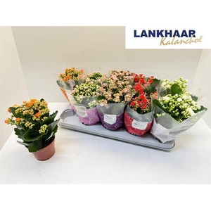 .Kalanchoe blossfeldiana gevuld perfecta gemengd