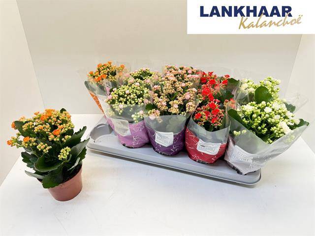 <h4>.Kalanchoe blossfeldiana gevuld perfecta gemengd</h4>