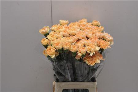 <h4>Di St Crimea</h4>