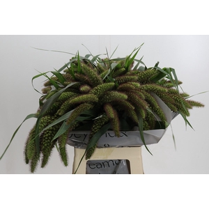 Setaria Italica Red Jewel