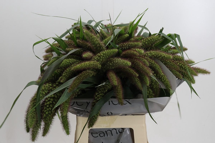 Setaria Italica Red Jewel