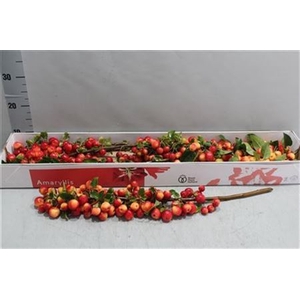 Malus Red Sentinel (tak)