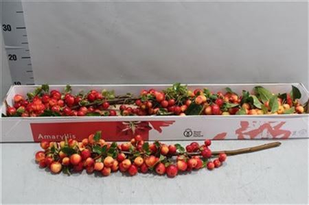 Malus Red Sentinel (tak)