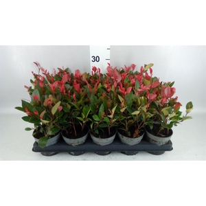 Photinia fraseri 'Little Red Robin'