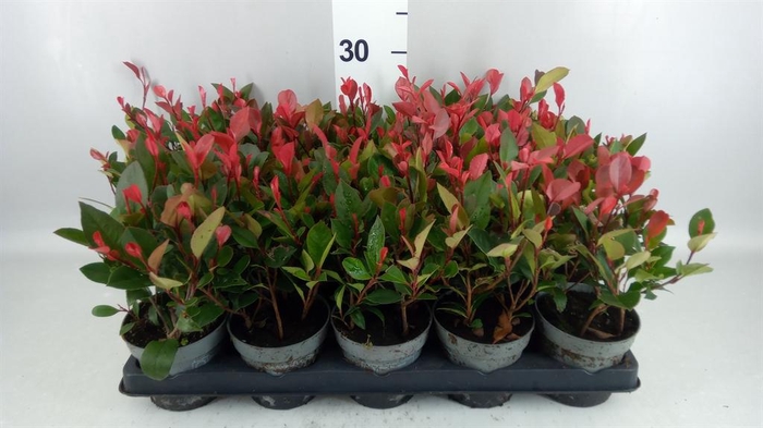 <h4>Photinia fraseri 'Little Red Robin'</h4>