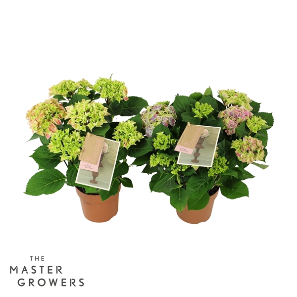 <h4>Hydrangea bicolor mix 5/6 flowers</h4>