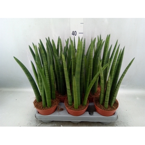 Sansevieria cyl.  ...