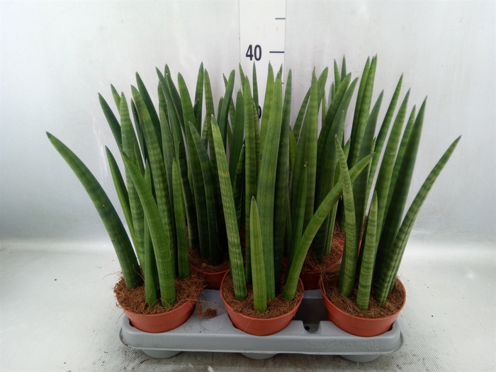 Sansevieria cyl.  ...