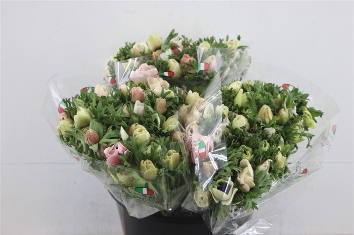 <h4>Anem Ex White</h4>