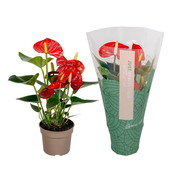Anthurium Andr. Valentino