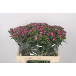 Di Barb Amazone Pink